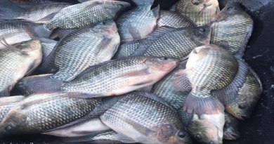 A 10 años de la engorda de tilapia en embalses de Sonora