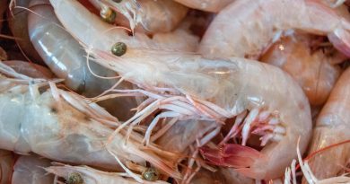 En octubre inicia la pesca de camarón en el océano Pacífico y el Golfo de México
